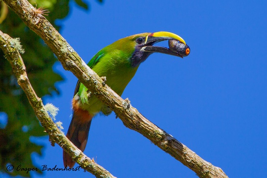 Birding and Photography - 15 Day COSTA RICA - Birding and Wildlife Safaris